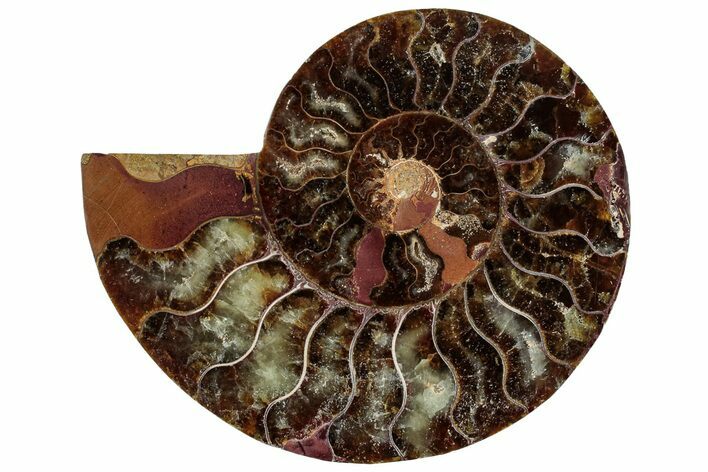 Cut & Polished Ammonite Fossil (Half) - Madagascar #308181